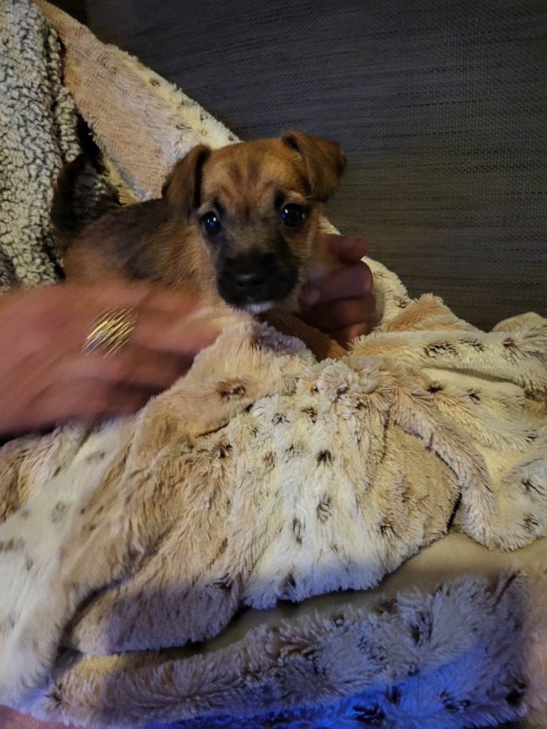 Jack Russell x Chihuahua 