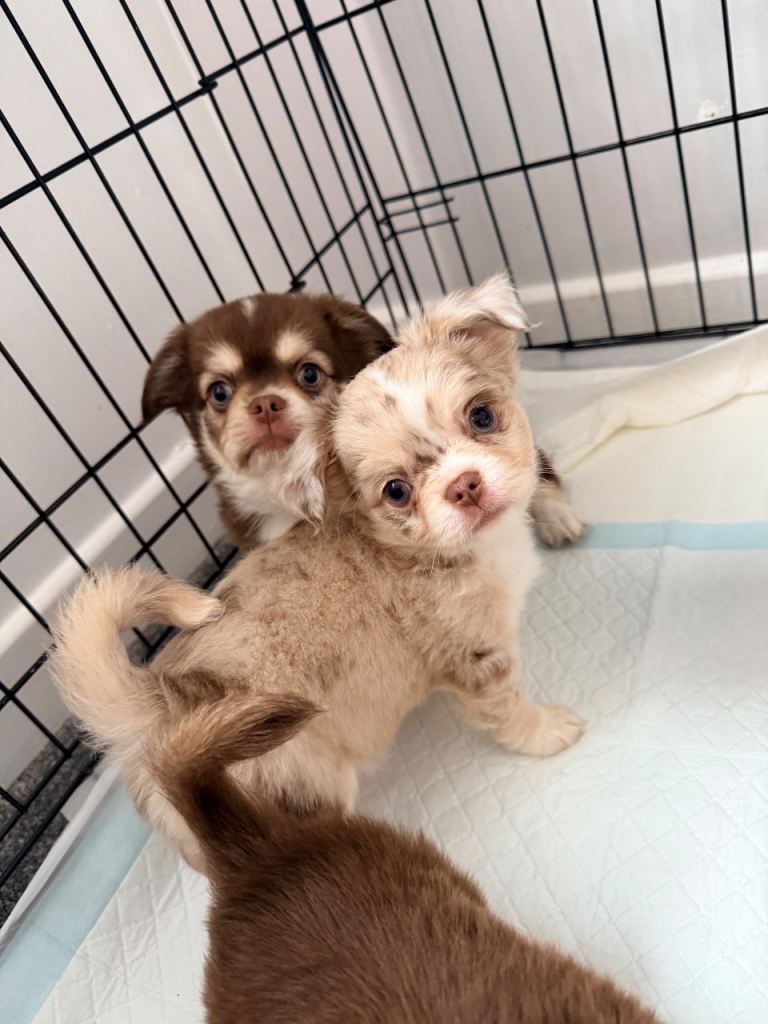 chihuahua puppies long coat