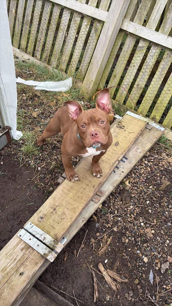 American pocket bully 