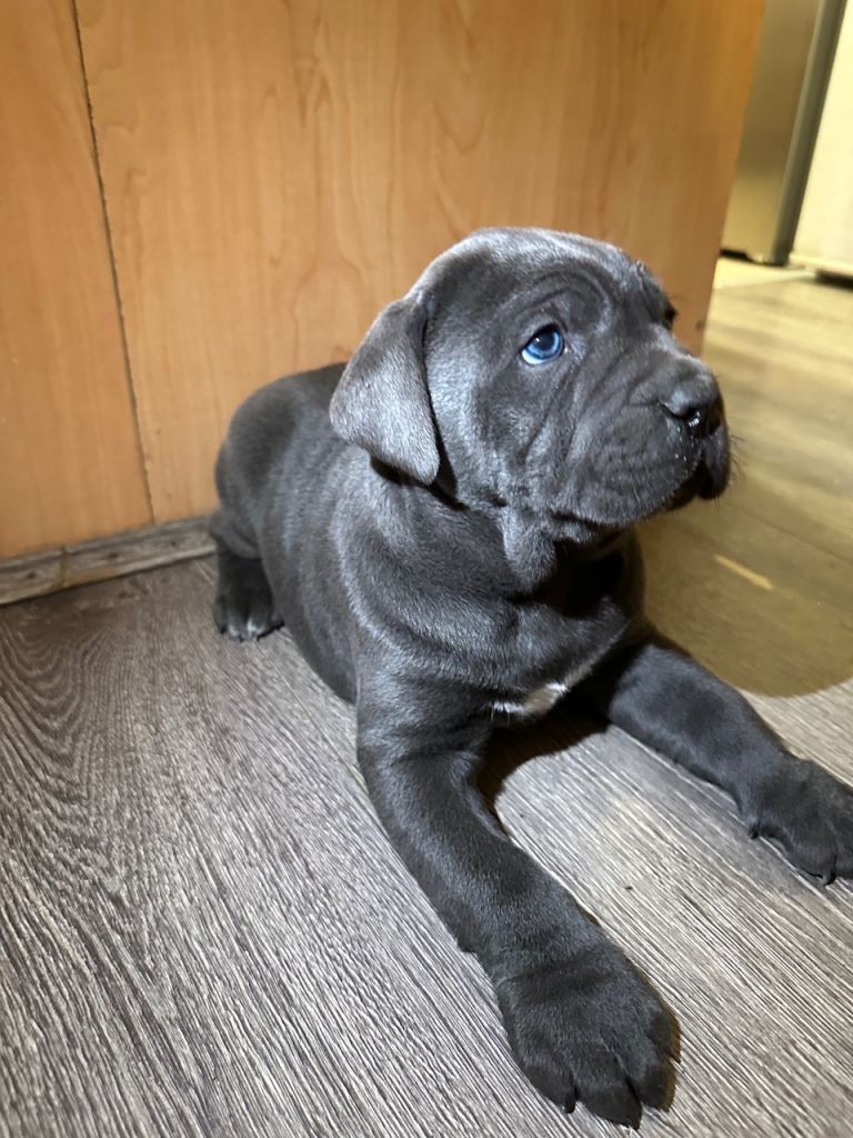 Cane corso Puppy’s 