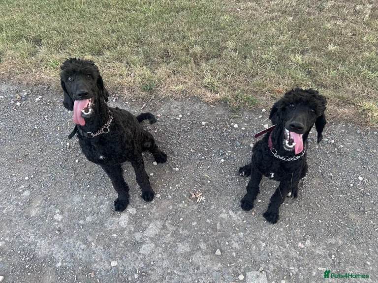 9 month old labradoodle F1B pups