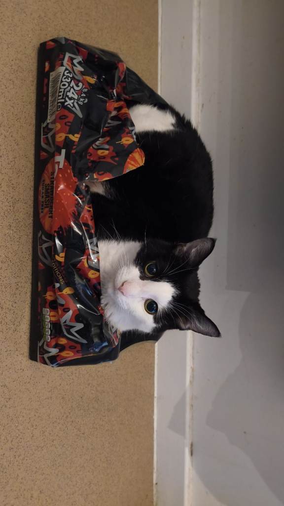 Urgent cat rehoming required