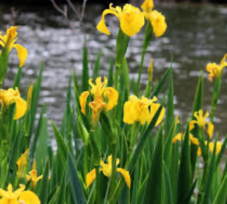 Yellow Water Iris Pond Plant