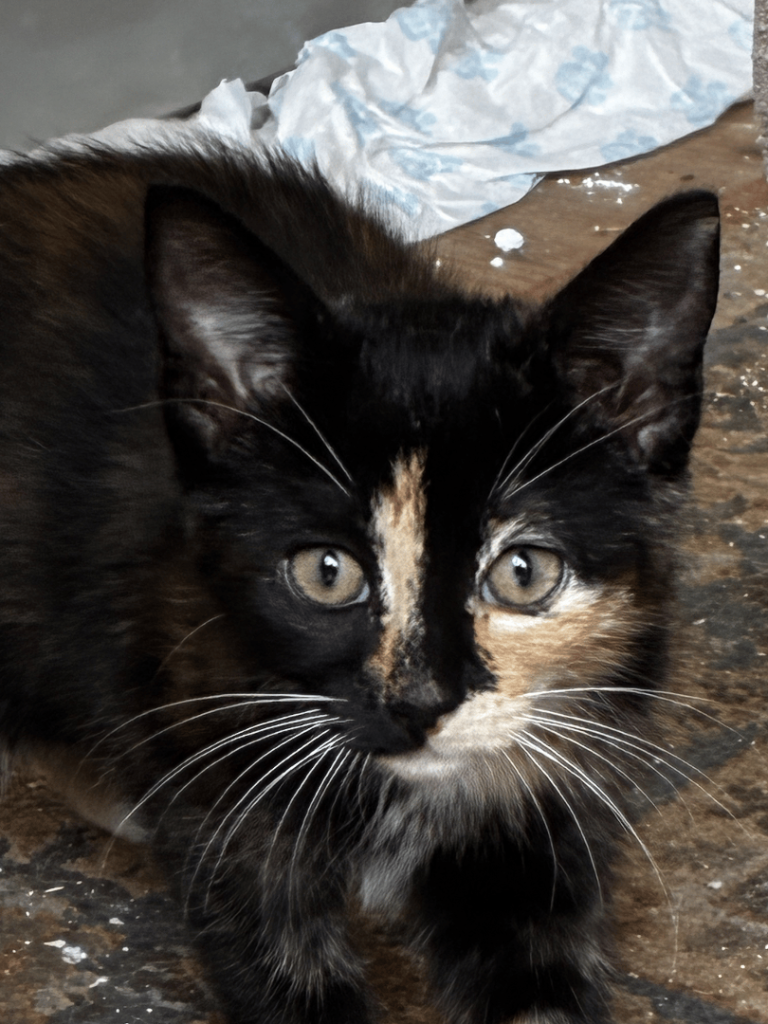 9-Week-Old Tabby Kitten – Playful & Litter Trained