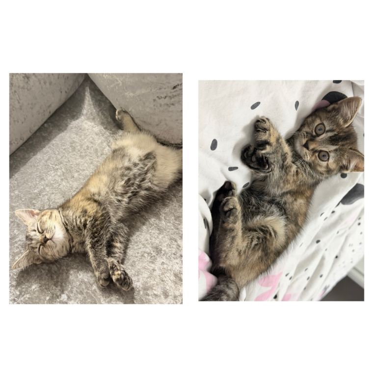 1 Tabby British shorthairX kitten (Ready to leave)