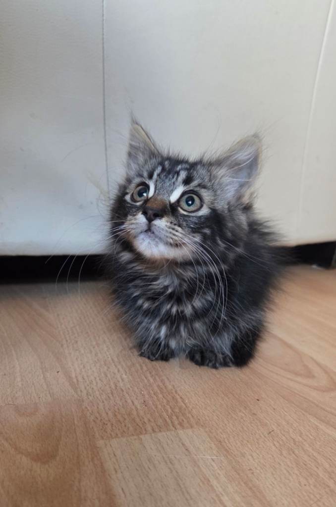 Kittens looking for a loving home!