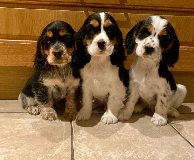 Cockalier puppy's now available in StaineUpon Thames