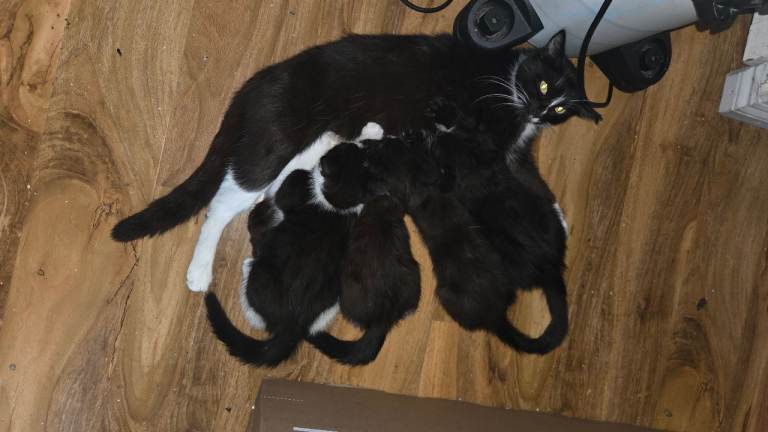 Kittens