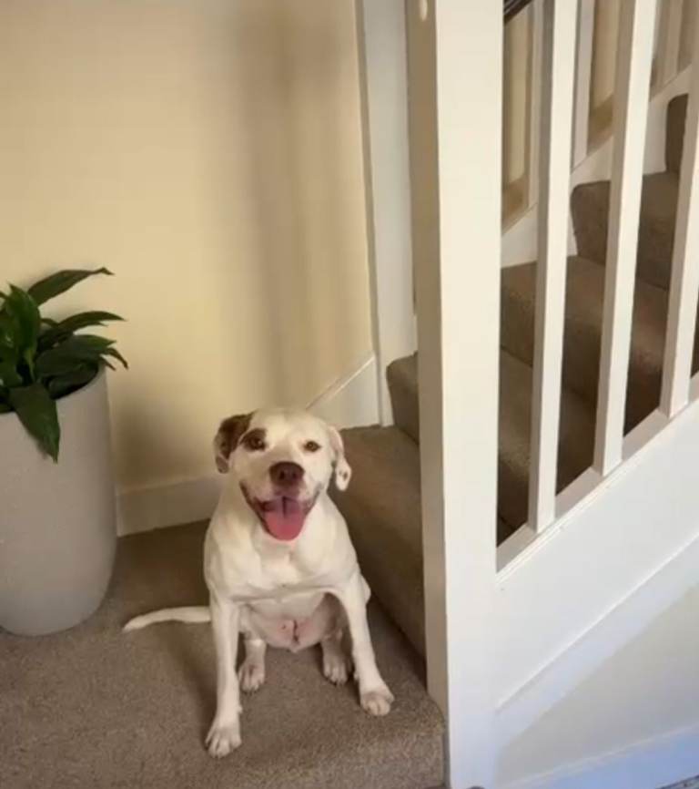 British Staffordshire Terrier Mix