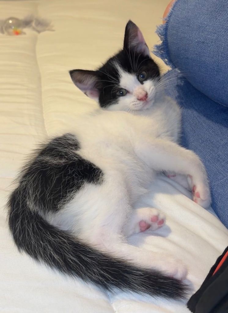 Kitten 