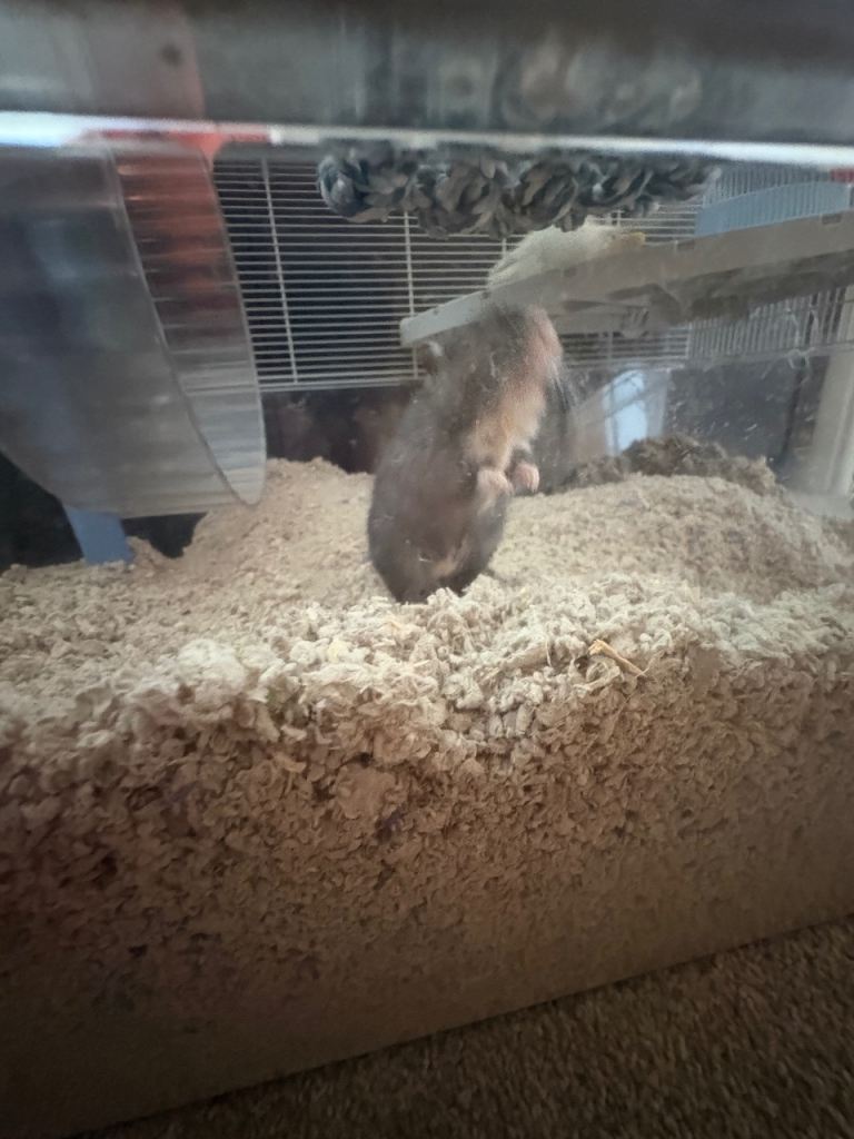 2 male Gerbils looking for their forever home 