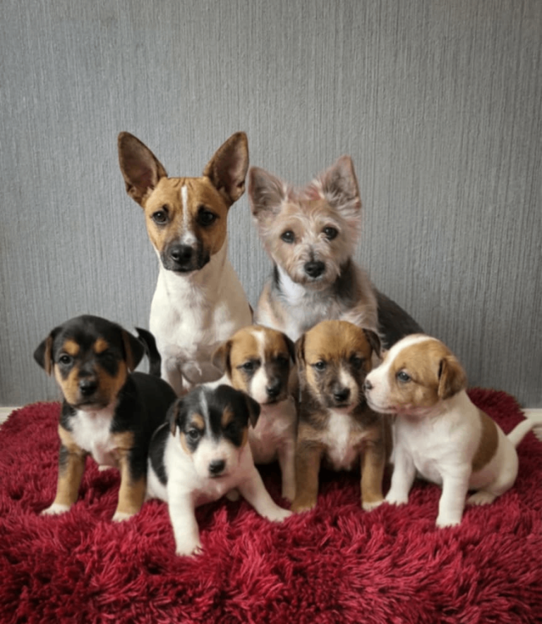 Jacktese - chi puppys