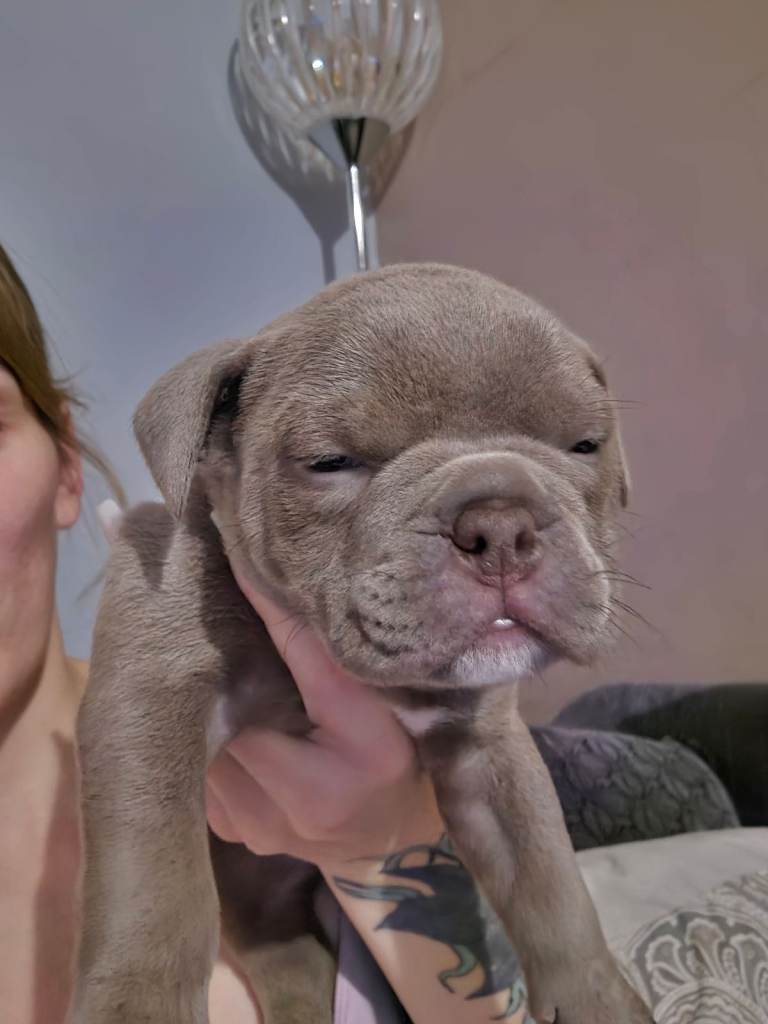 Pocket bully x old english bulldogge 