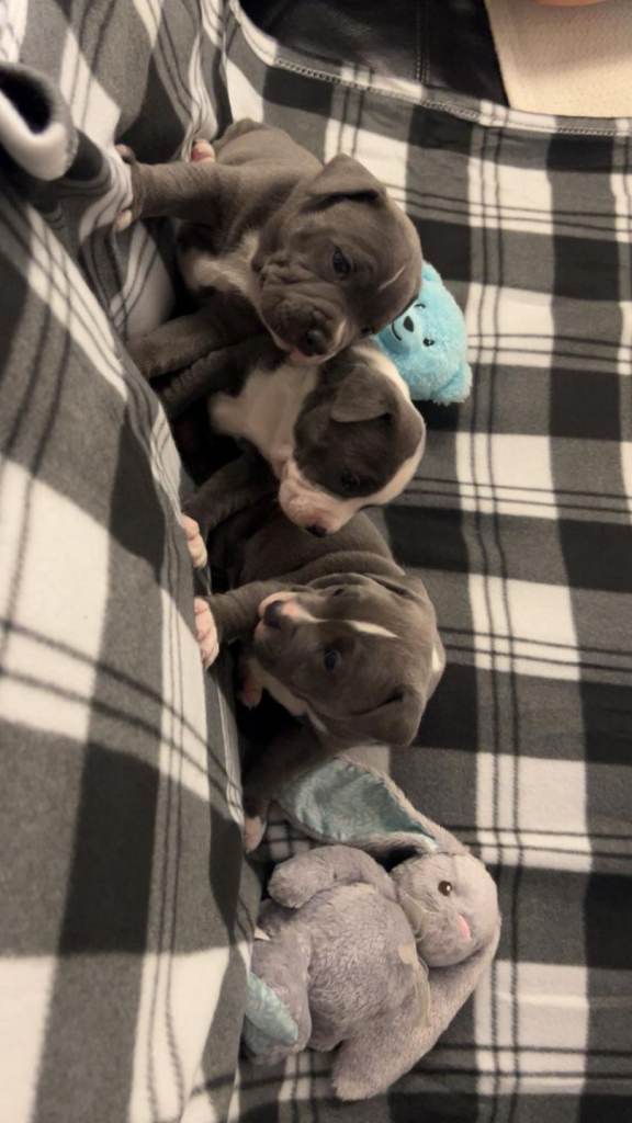 Staffordshire bull terriers