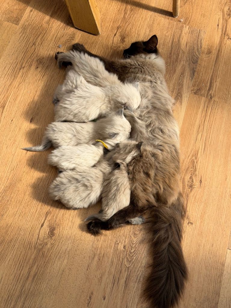 Beautiful balls of fluff 