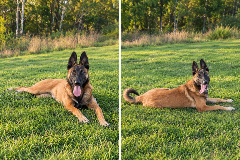 belgian malinois girl 
