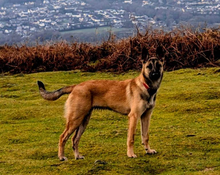 8 month Belgian malinois 