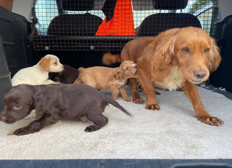 Cocker spaniel puppies 