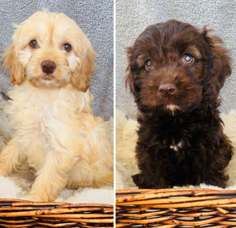 BEAUTIFUL F1 CAVAPOO PUPPIES