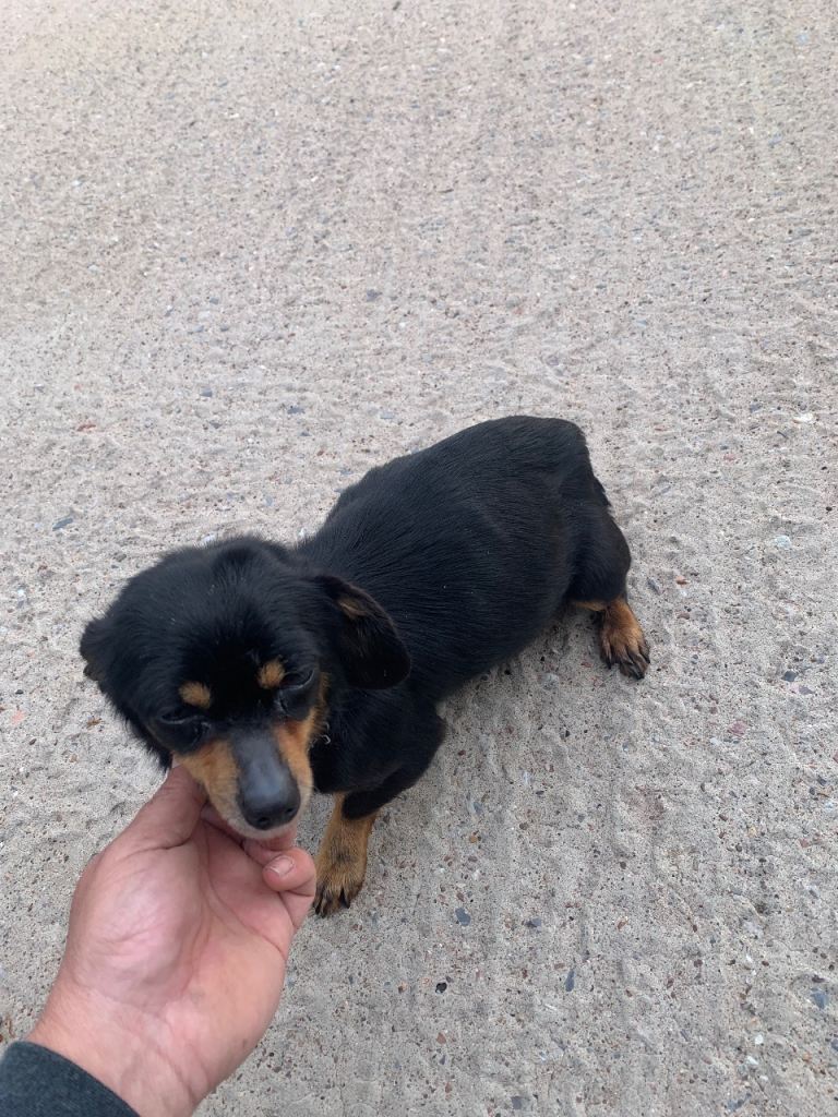 Chihuahua/terrier