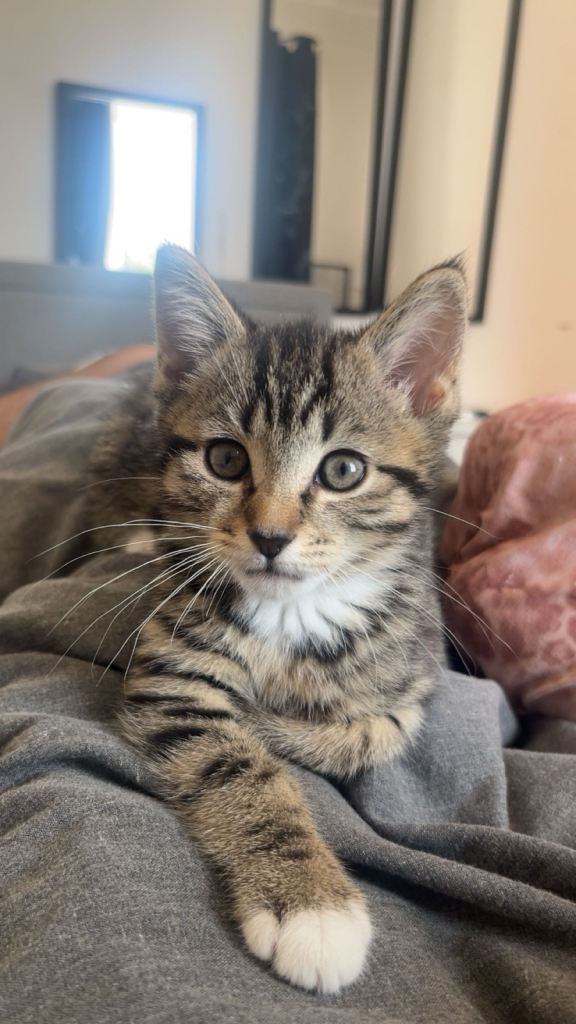 Beautiful Tabby X British Shorthair Available.
