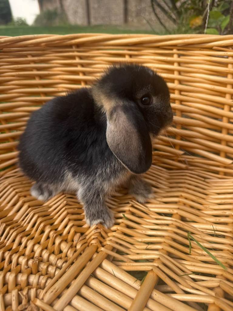 Lop bunnies available  