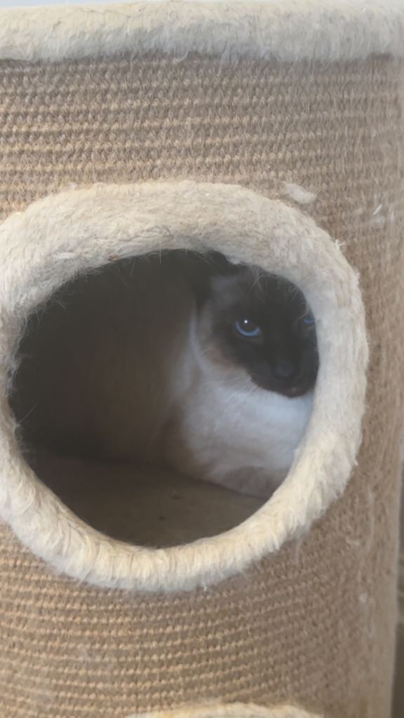 Beautiful Ragdoll/Siamese cat