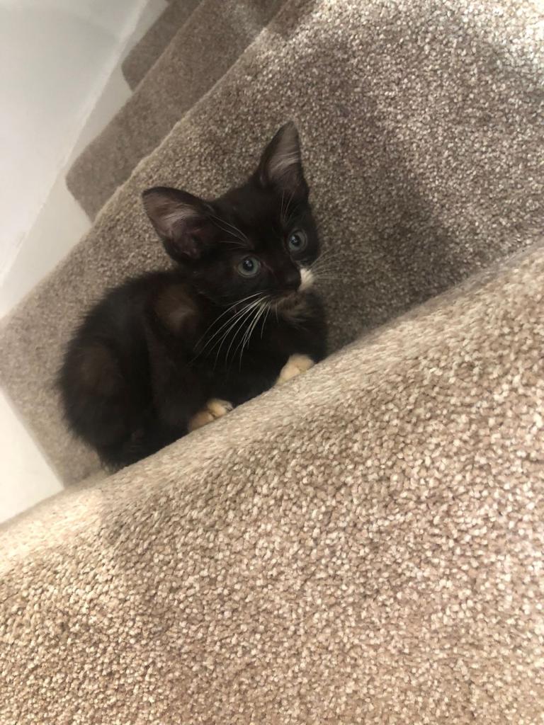 Black white boy kitten last one 