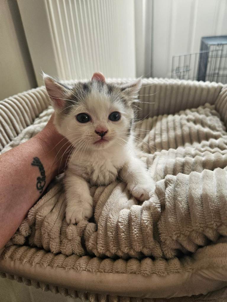 Beauitful male kitten for sale 
