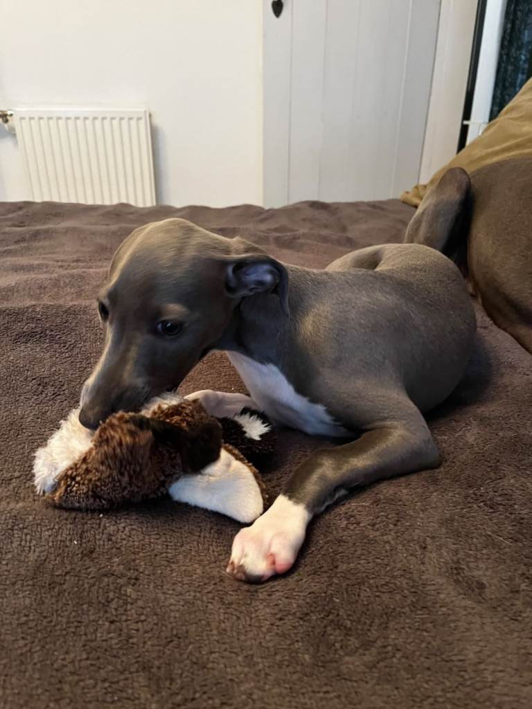 Whippet x Italian Greyhound.