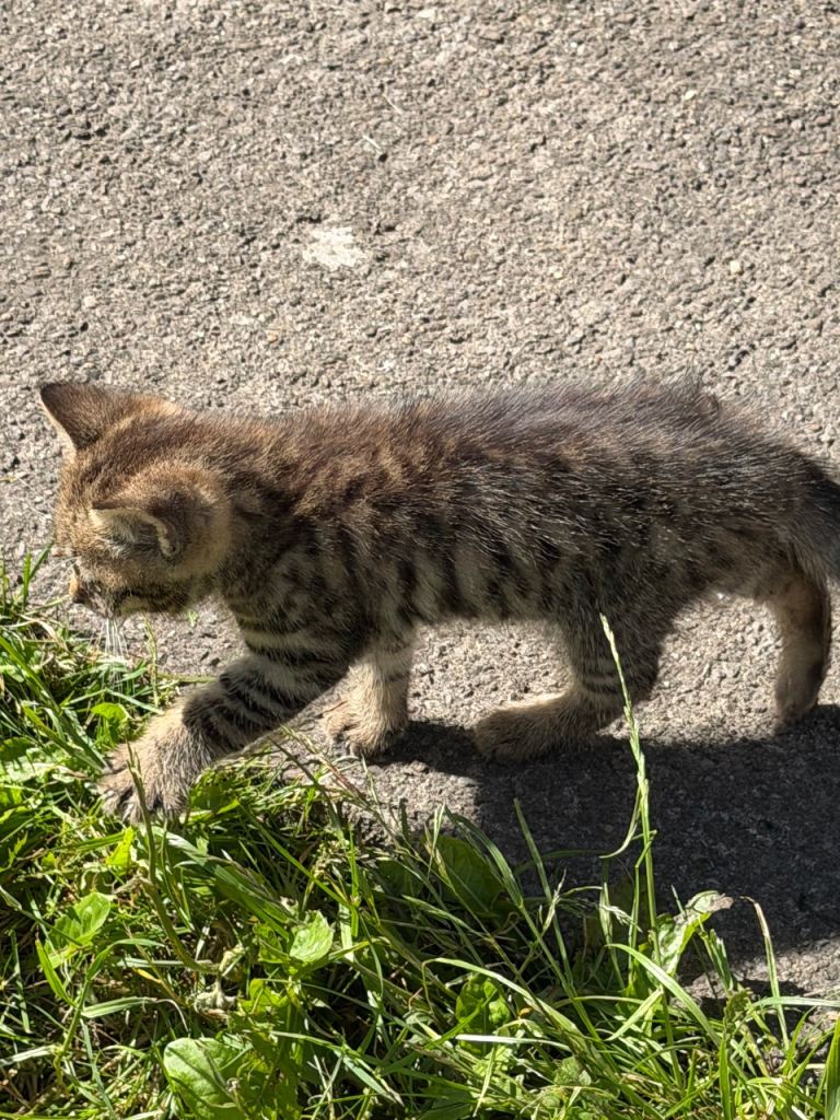 Kitten for sale