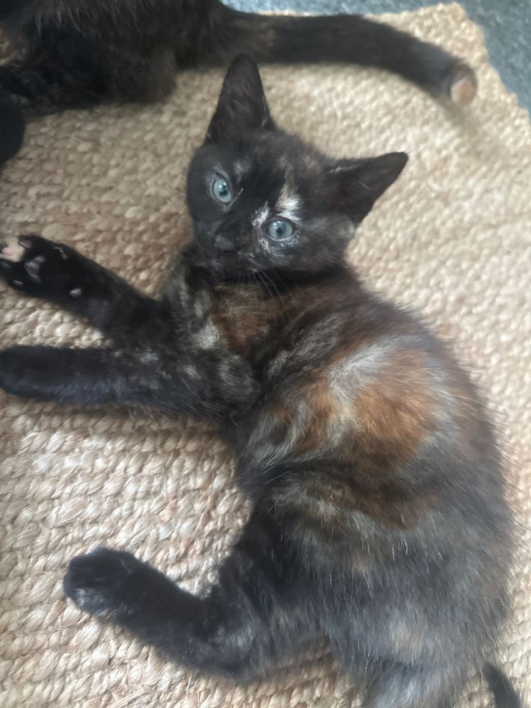 2 kittens for sale ready to leave asap