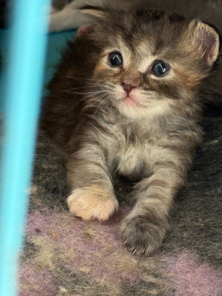 Ragcoon kittens