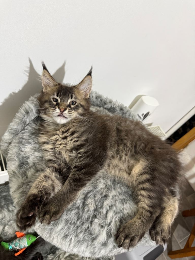 Beautiful Maine Coon Kittens – 2 Boys & 1 Girl 