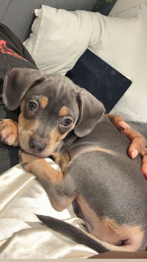 beautiful minature dachshund puppy for sale
