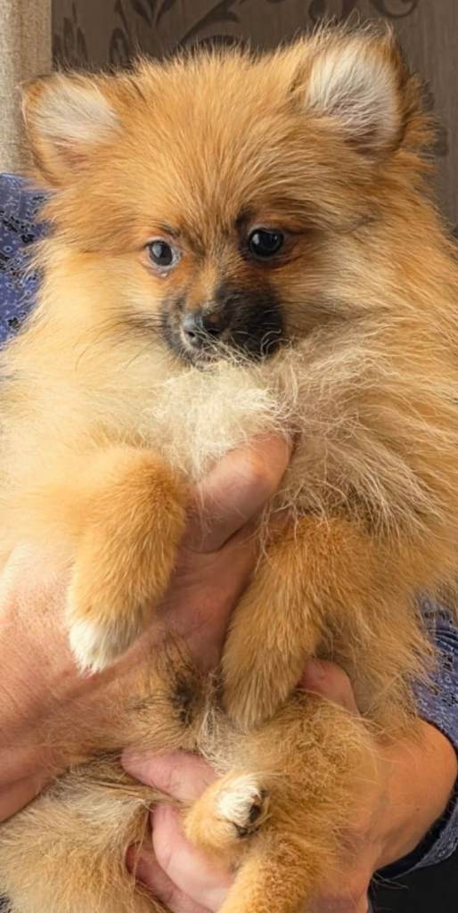 Fox face Pomeranian puppies 