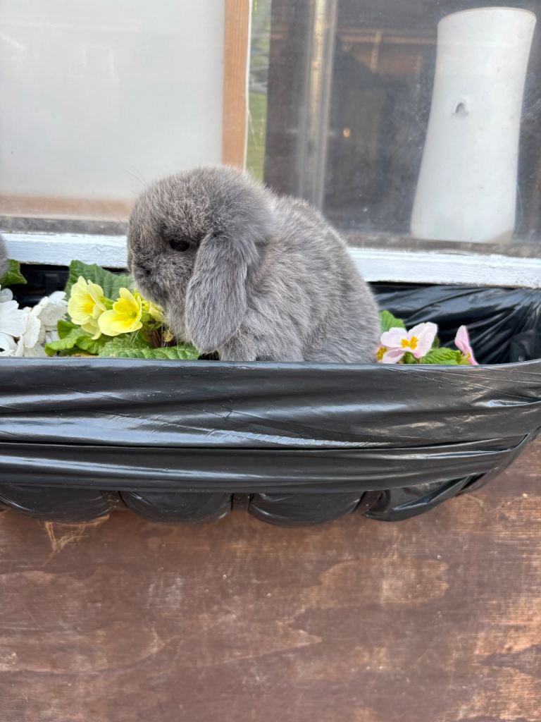 Mini lop bunnies 