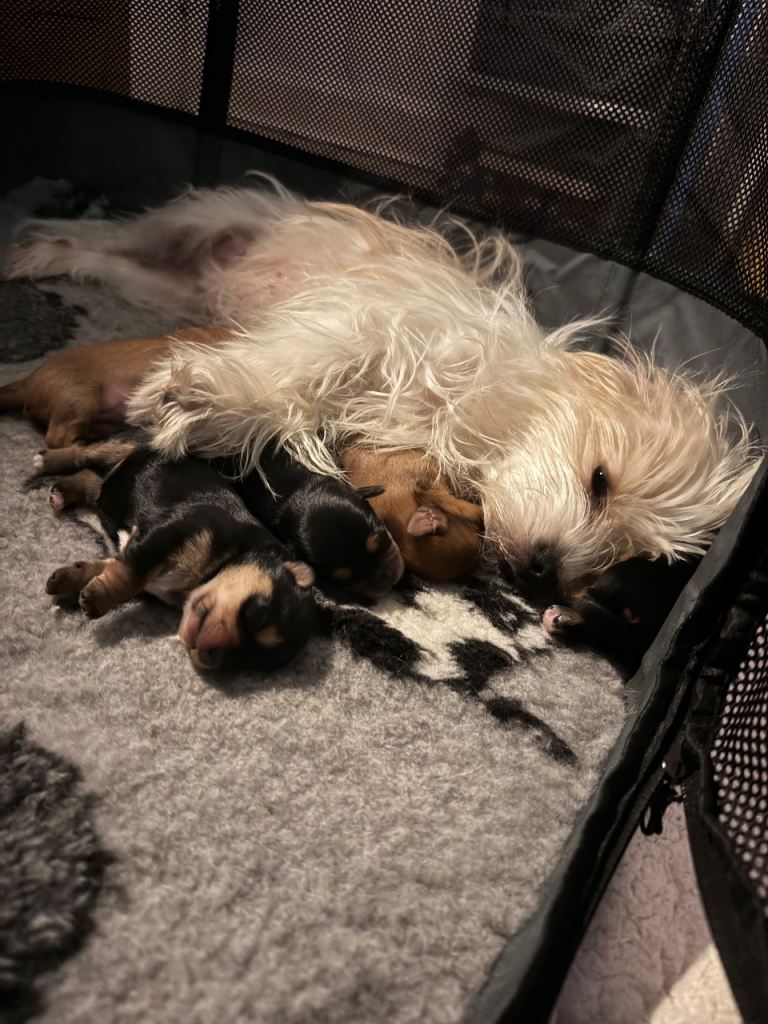 Beautiful lhaso apso /Yorkshire terrier hybrid pups 