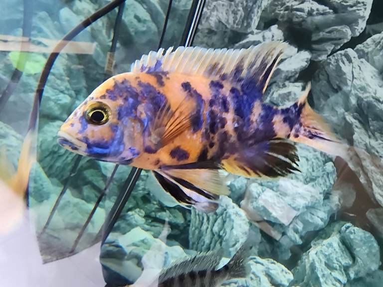 Stunning Malawi cichlids peacock aulonocara haps from only £3