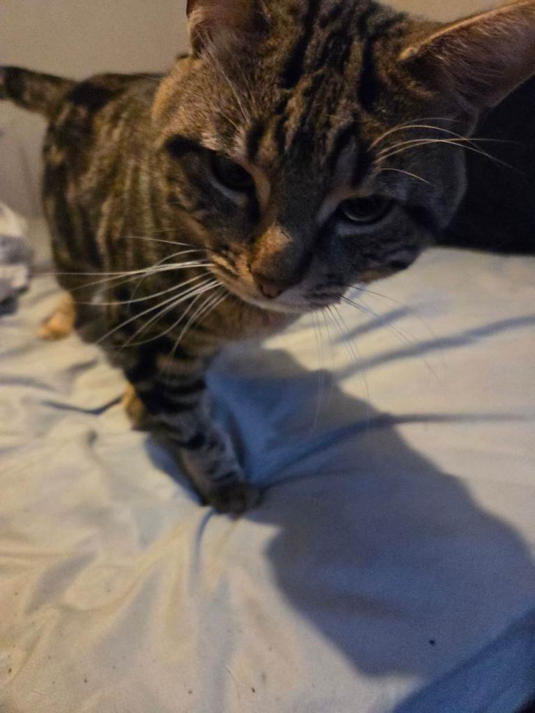 Male Cat needing rehoming