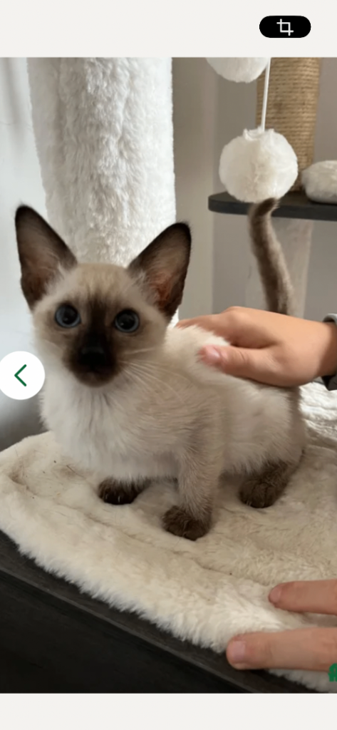 One Siamese kitten seal girl 09oct