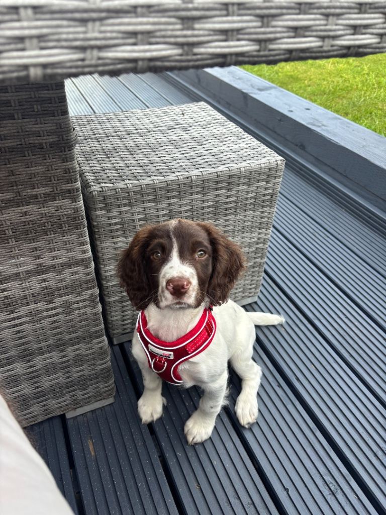 English springer spaniel female 