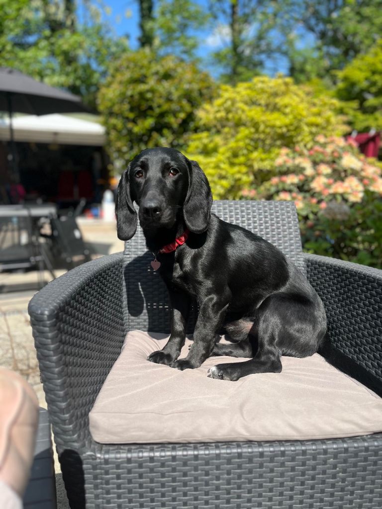 Otis - 18 month old Bassador