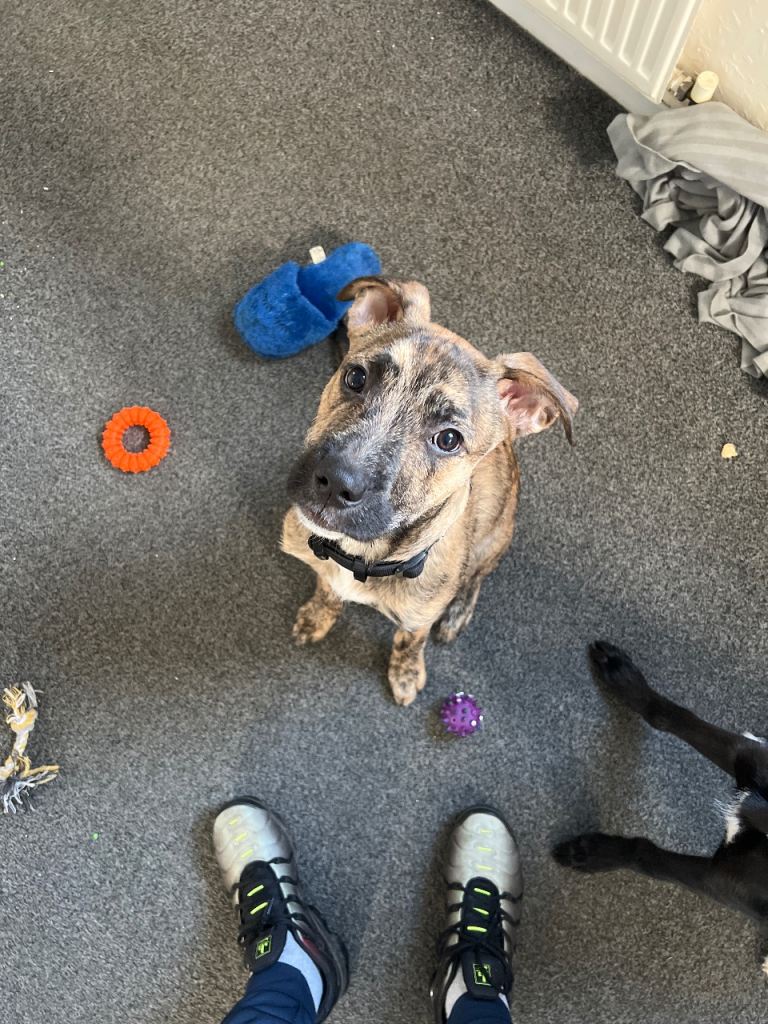 I have this lovely little pup here 