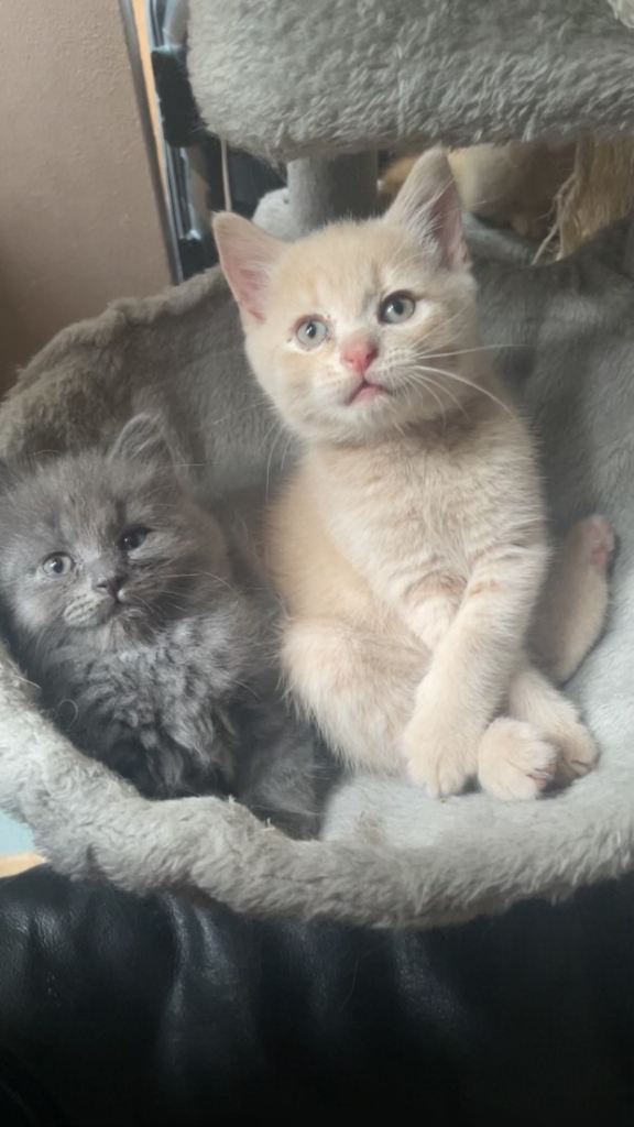 5 Beautiful kittens 2 Male 3 Female part perigee “Ready Now”
