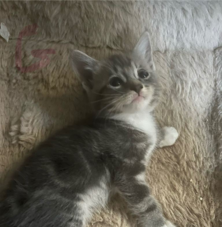 Tabby Kittens/grey