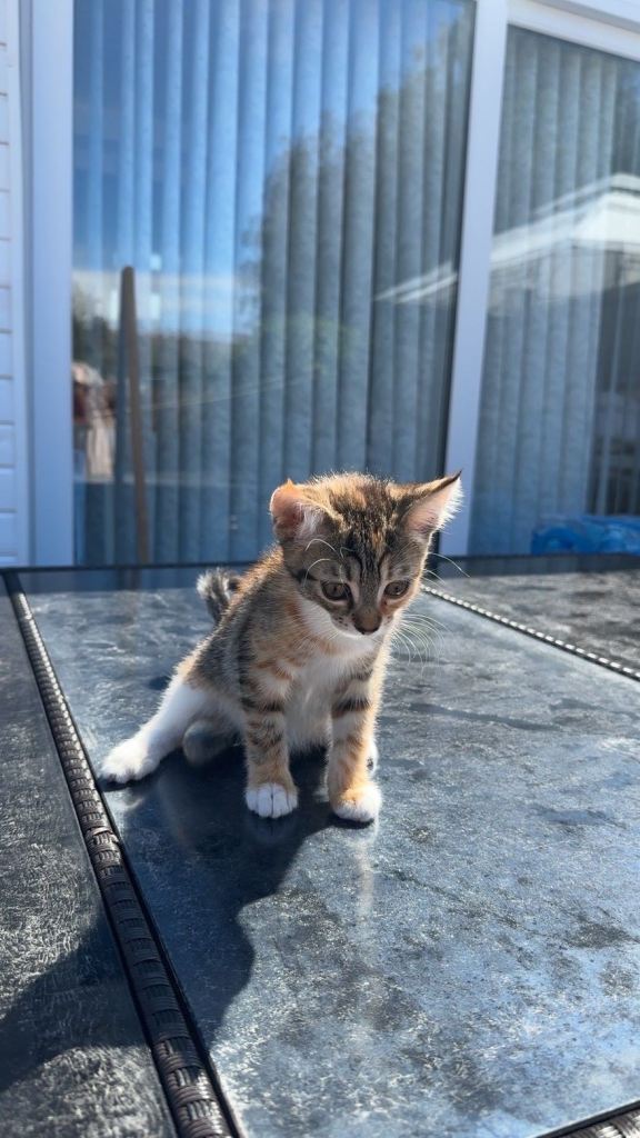 Cute tabby and white kitten 