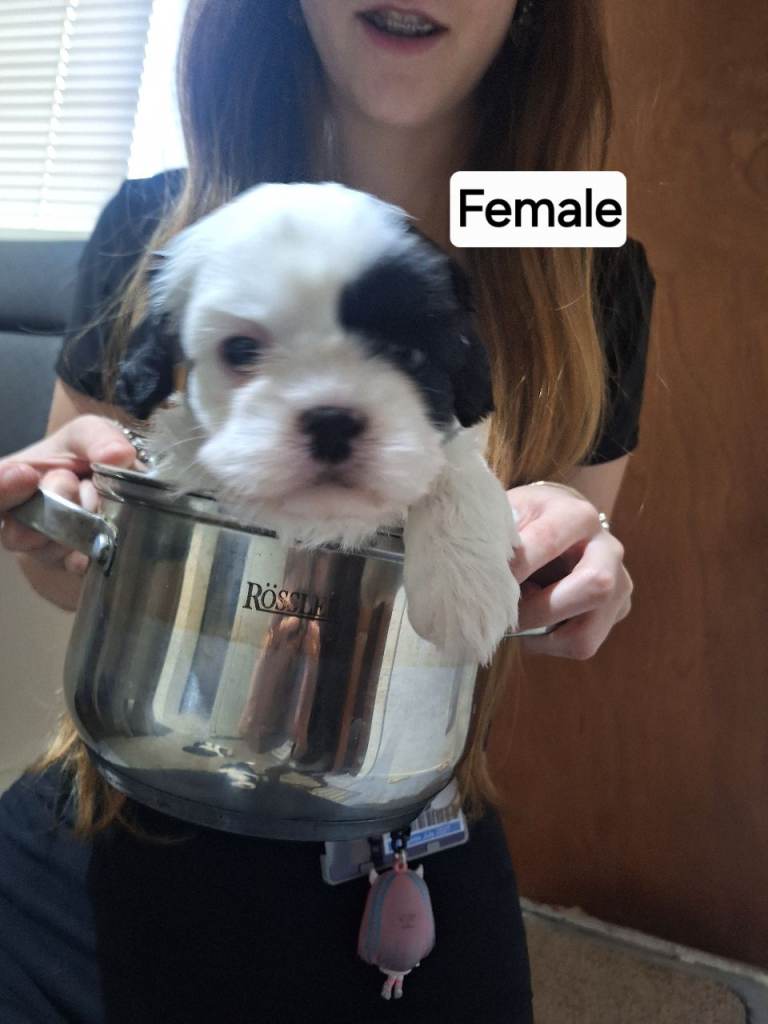 Shih Tzu puppies looking for homes