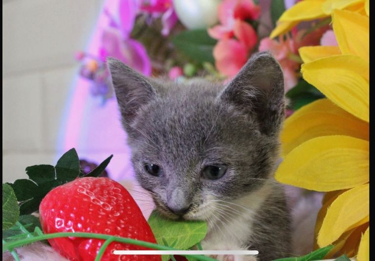 Kittens 