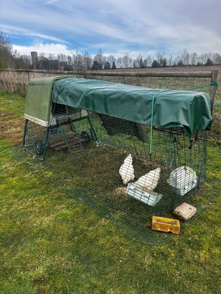 Omlet Eglu Cube Chicken coop + 2 hens
